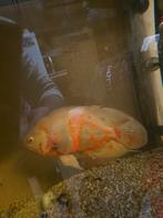 Pauwoogcichlide oscar 27 cm