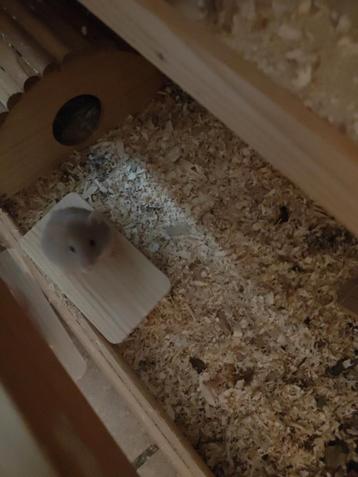 Syrische hamster halflanghaar