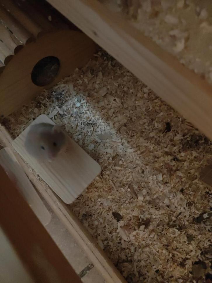 Syrische hamster halflanghaar, Dieren en Toebehoren, Knaagdieren, Vrouwelijk, Hamster, Oktober