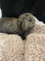 Franse hangoren, Dieren en Toebehoren, Knaagdieren, November, Meerdere dieren, Overige typen, Tam