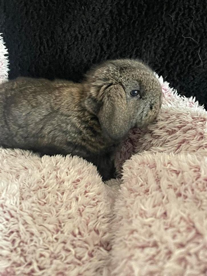 Franse hangoren, Dieren en Toebehoren, Knaagdieren, Meerdere dieren, Overige typen, November, Tam