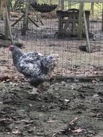 Mechelse Kalkoenkop, Animaux & Accessoires, Volatiles, Plusieurs animaux, Poule ou poulet