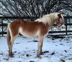 Leuke 2 jarige haflinger, Dieren en Toebehoren, 0 tot 2 jaar, Hengst, Gechipt, Onbeleerd