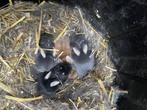 Baby konijntjes te koop (rex-konijntjes - extra zacht), Dieren en Toebehoren, Konijnen, Geslacht onbekend, Klein, 0 tot 2 jaar