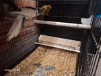 Kakariki ´25, Dieren en Toebehoren