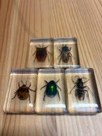 Vintage Insecten in hars/acryl (taxidermie), Verzamelen, Ophalen of Verzenden, Insect