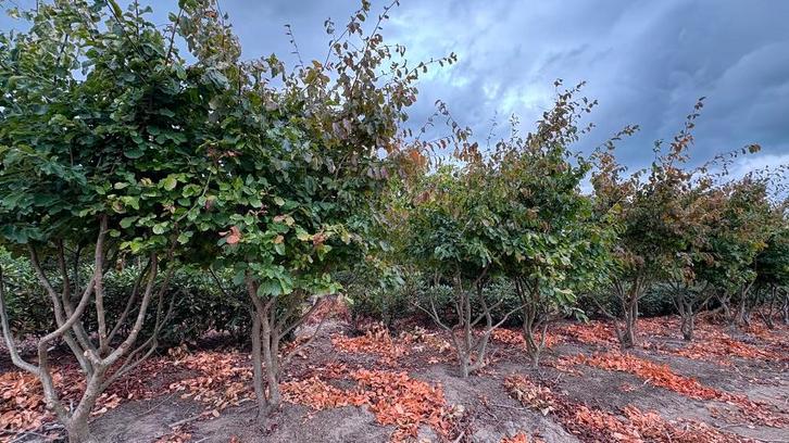 Parrotia Persica meerstammige bomen in verschillende maten, Tuin en Terras, Planten | Bomen, Herfst, Ophalen of Verzenden