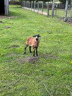 Kameroen lam, Dieren en Toebehoren, Schaap, Mannelijk, 0 tot 2 jaar