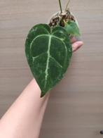 Anthurium papillilaminum x warocqueanum, Huis en Inrichting, Kamerplanten, Ophalen of Verzenden