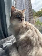 Siberische katten te koop, Dieren en Toebehoren, Poes, Gechipt, 0 tot 2 jaar