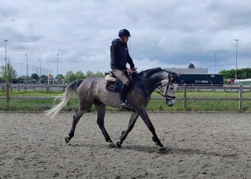 Brave 4 jaarse merrie met wedstrijdervaring, Dieren en Toebehoren, Paarden, Merrie, B, 170 tot 175 cm, 3 tot 6 jaar, Springpaard