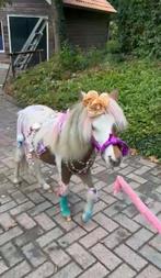 Superlieve mini’s op zoek naar goede thuis, Dieren en Toebehoren, Hengst, A pony (tot 1.17m)