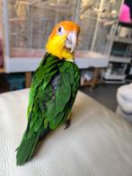 Je recherche un Caïque mâle apprivoisé