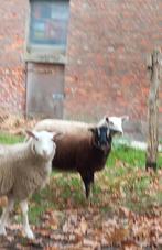 Dassenkop swifters, Dieren en Toebehoren, Schapen, Geiten en Varkens