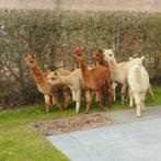 mooie kudde alpaca's, Dieren en Toebehoren