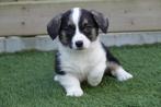 Prachtige Welsh Corgi Cardigan pups (ouders aanwezig), Dieren en Toebehoren, Honden | Herdershonden en Veedrijvers, België, Overige rassen