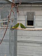 Kakarikis, Dieren en Toebehoren
