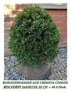 BUXUSVERVANGER ILEX CRENATA BOL-VORM DIAMETER 30 CM = 40 €, Tuin en Terras, Ophalen of Verzenden, Buxus, Struik, Minder dan 100 cm