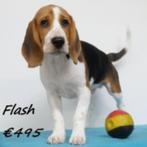 Flash, garçon Beagle à vendre, Animaux & Accessoires, Chiens | Beagles, Bassets & Chiens courants, 15 semaines à 1 an, Commerçant