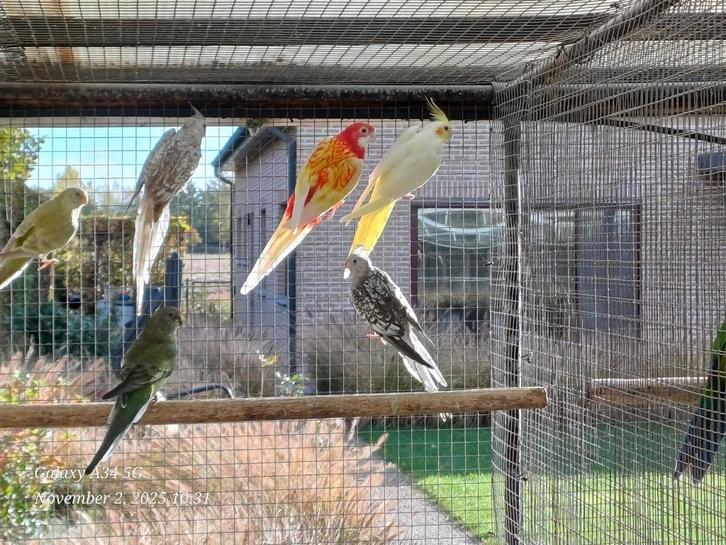 Valkparkieten poppen: verschillende kleuren, Dieren en Toebehoren, Vogels | Parkieten en Papegaaien, Parkiet
