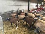Stamboek dassenkop texelaar ramlammeren te koop, Dieren en Toebehoren, Mannelijk, Schaap, 0 tot 2 jaar