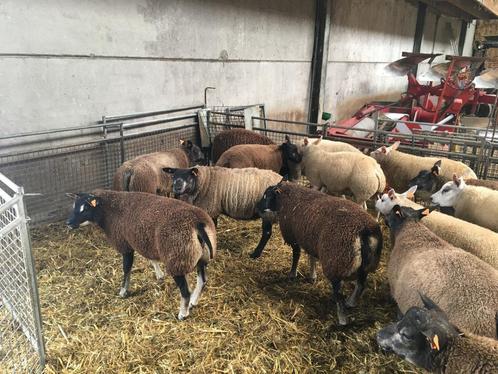 Stamboek dassenkop texelaar ramlammeren te koop, Dieren en Toebehoren, Schapen, Geiten en Varkens, Schaap, Mannelijk, 0 tot 2 jaar