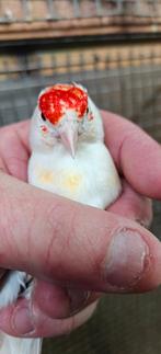 Bonte XXL majeur brun fendu Isabelsatinet 2025, Animaux & Accessoires, Oiseaux | Oiseaux Autre, Mâle, Oiseau chanteur sauvage