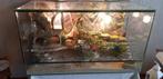 Terra met luipaard gecko /ruilen terra met wimpergecko's, Animaux & Accessoires, Reptiles & Amphibiens | Accessoires, Terrarium ou Paludarium