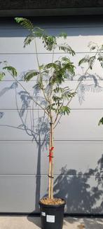 Albizia Julibrissin Ombrella- Perzische slaapboom, Tuin en Terras, Planten | Bomen, Ophalen