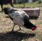 Drie jonge haantjes, Dieren en Toebehoren, Pluimvee, Mannelijk, Kip
