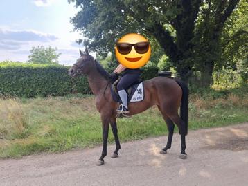 6jarige beschikbaar voor biedingen