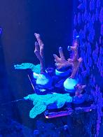 Koraal stekjes zeeaquarium, Dieren en Toebehoren