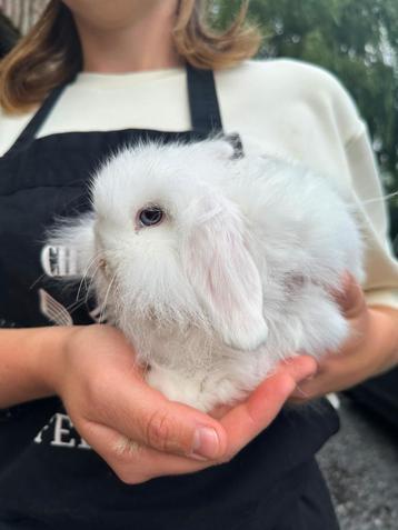 Bébé lapin Tam Minilop