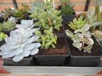 planten, Tuin en Terras, Overige soorten, Volle zon, Vaste plant, Ophalen of Verzenden