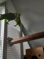 blauwvoorhoofd amazone, Meerdere dieren, Papegaai, Geringd