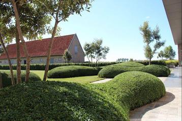 Osmanthus burkwoodii/ schijnhulst 60/+