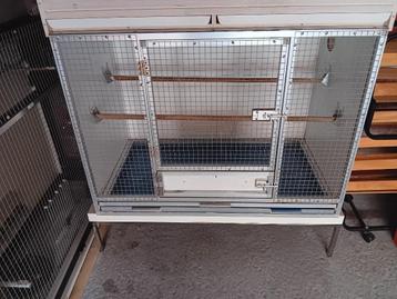 VOGELKOOI    KWEEKKOOI beschikbaar voor biedingen