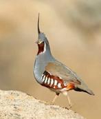 Rechercher femelle colin montagne, Enlèvement ou Envoi, Oiseau