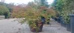 Acer palmatum Dissectum, Tuin en Terras, Planten | Struiken en Hagen, Ophalen