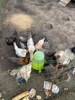 Poulets, Animaux & Accessoires