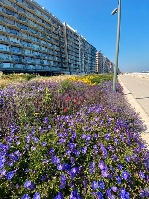 Zeezicht in Westende (middelkerke), Vakantie, Vakantie | Aanbiedingen en Last minute, Eigenaar