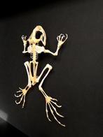 Véritable Squelette de grenouille FEJERVARYA LIMNOCHARIS, Collections, Collections Animaux, Reptile ou Amphibien, Animal empaillé