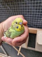 Prachtige grasparkieten, Dieren en Toebehoren, Vogels | Parkieten en Papegaaien