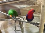 Edelpapegaaien tam, Dieren en Toebehoren, Vogels | Parkieten en Papegaaien, Meerdere dieren, Papegaai, Geringd