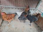 Jongen haantjes beschikbaar leghorens. Marans blauw.zwart., Dieren en Toebehoren, Pluimvee