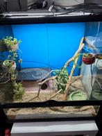 exo terra 45.45.60  terrarium, Ophalen of Verzenden, Zo goed als nieuw