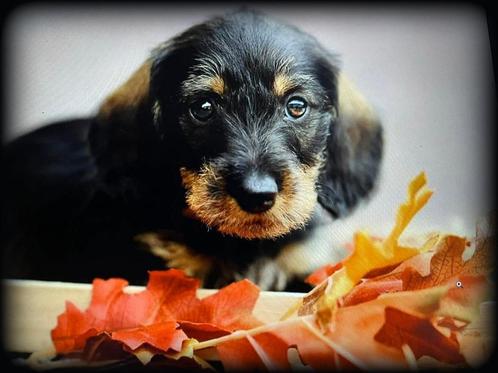 Teckel pups ruwharig, Dieren en Toebehoren, Honden | Teckels en Dashonden, Meerdere dieren, Ruwhaar, Dwerg, Fokker | Professioneel