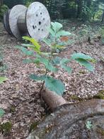 Okkernoten boom, Tuin en Terras, Planten | Fruitbomen, Ophalen, Minder dan 100 cm, Walnotenboom