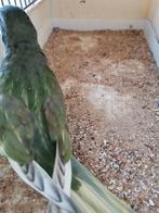 Splendid aqua blauw ef gezoomd 25, Dieren en Toebehoren, Vogels | Parkieten en Papegaaien, Geslacht onbekend, Geringd