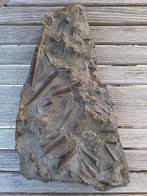 Grand lit mortuaire de bélemnites - rare, Enlèvement ou Envoi, Fossile